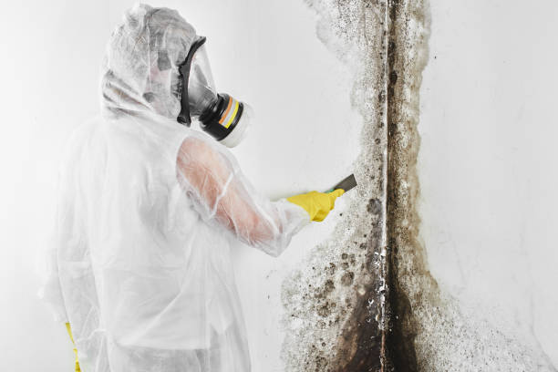Best Certified Mold Removal  in Royersford, PA