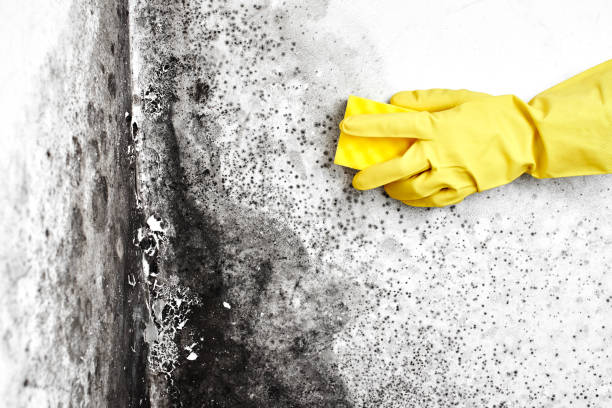 Certified Mold Removal in Royersford, PA