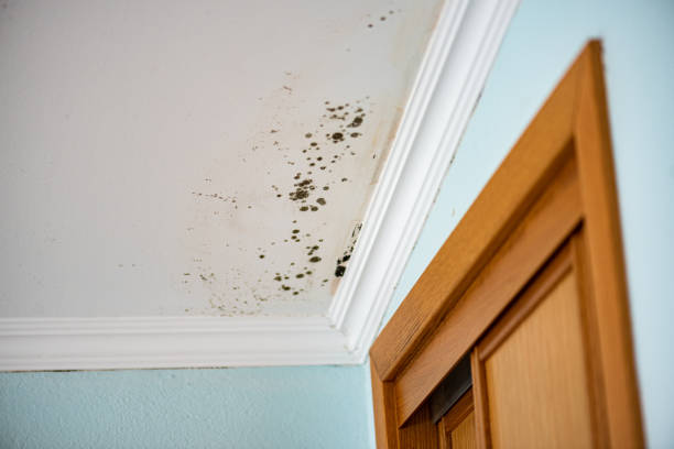 Best Professional Mold Removal  in Royersford, PA