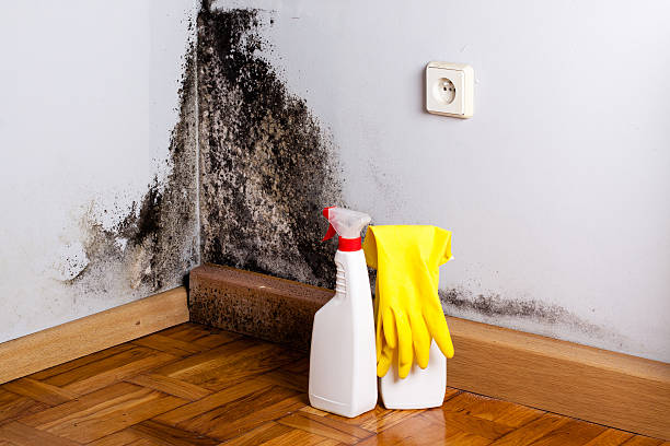 Crawl Space Mold Removal in Royersford, PA