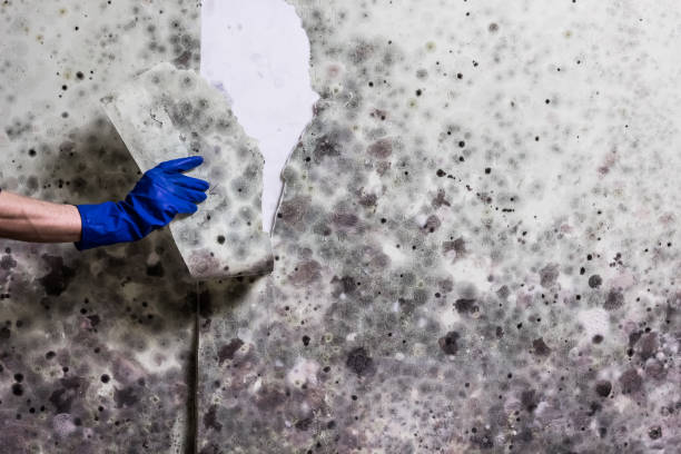 Best Mold Removal and Inspection  in Royersford, PA