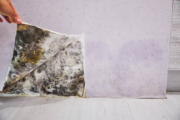 Best Mold Testing  in Royersford, PA